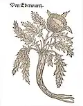 «Eberwurtz» Carlina acaulis. H. Bock 1546/51