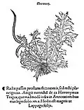 «Eberwurtz». Otto Brunfels 1530[35][36]
