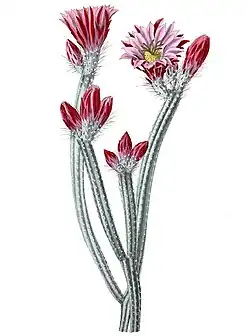 Echinocereus poselgeri