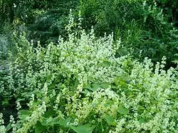Habitus und Blüten