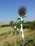 Ruthenien-Kugeldistel (Echinops ritro subsp. ruthenicus), in Österreich gefährdet.