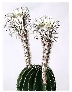 Echinopsis eyriesii