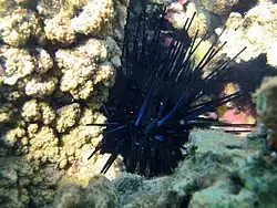 E. diadema, Réunion