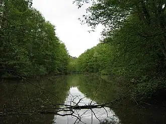 Eckbachweiher, Blick bachabwärts