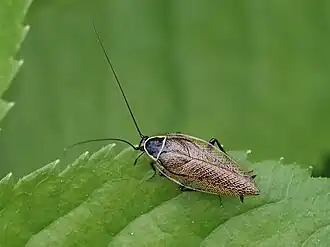 Die Dunkle Waldschabe (Ectobius sylvestris) ist eine der häufigsten und am weitesten verbreiteten Arten. Im Bild zu sehen ist ein Männchen. Die Art wird häufig mit der Gemeinen Waldschabe verwechselt.