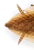 Die Styli am Hinterleibsende