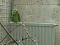 Ecuadoramazone