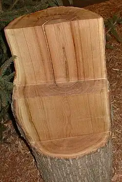 Aufgeschnittener Stamm eines Kastanienbaumes