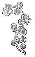 Kapitel 164. Edera terrestis – gundelrebe