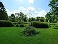 Ginkgo im Park (2024)