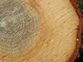 Holz und Rinde der Stieleiche