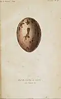 Ei Rallenkranich (Aramus guarauna) gemalt Louis Victor Bevalet (1808–), Gravur Annedouche