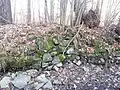 Steinrampe an der Insel