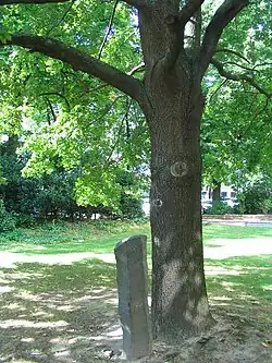 Eiche und Basaltsäule aus der Aktion 7000 Eichen von Joseph Beuys, Haroldstraße 4