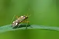 Eichen-Schmuckwanze (Rhabdomiris striatellus)