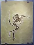 Wellnhoferia, eigene Gattung (ursprünglich als Archaeopteryx beschrieben)