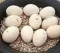 Eier