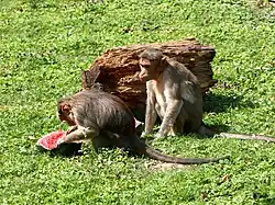Indische Hutaffen
