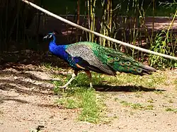 Pfau, freilaufend