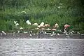 Gruppe Chileflamingos vom Ostufer gesehen