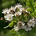 Eingriffeliger Weißdorn (Crataegus monogyna)