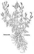 Leonhart Fuchs 1543