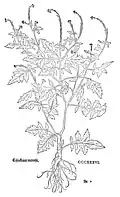 Leonhart Fuchs 1543