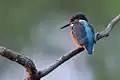 Eisvogel im Ilkerbruch
