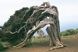 Sabina (Phönizischer Wacholder, Juniperus phoenicea), Wahrzeichen von El Hierro