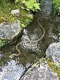 In einem Bach in Nara schwimmend