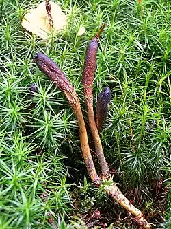 Zungen-Kernkeule (Elaphocordyceps ophioglossoides) an Hirschtrüffel (Elaphomyces)