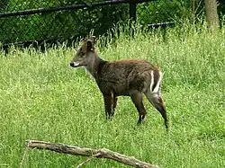 Schopfhirsch