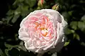 ‘Eglantyne’, David Austin, 1994