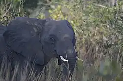 Aus dem Schatten von Bäumen blickt ein Elefant den Fotografen direkt an, die umgebende gelb-grüne Vegetation ist nur unscharf zu erkennen.