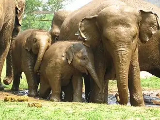 Elefantenfamilie