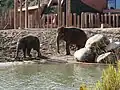 Asiatische Elefanten (Elephas maximus) im Außengelände des Elefantenhauses vom Schlosspark fotografiert.