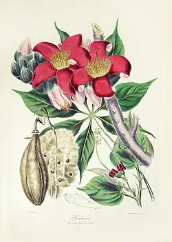 Bombacoideae