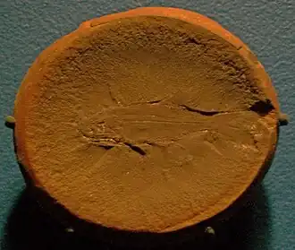 Elonichthys peltigerus
