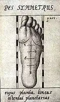 … und am Fuß. Aus: „Anthropometria“, 1663