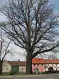 Eiche in Nardt