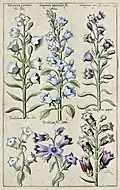 Teil 2, Tafel 16: Glockenblumen und Halskraut