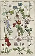 Teil 2, Tafel 3: Leberblümchen und Tausendschön
