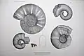 Tafel X: 1)&nbsp;Lytoceras puezanum, 2)&nbsp;Pachydiscus Neumayri, 3)&nbsp;Pachydiscus Neumayri, 4)&nbsp;Pachydiscus Neumayri