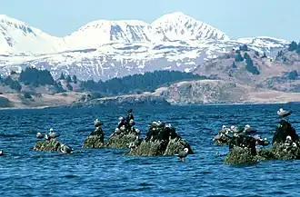 Kaisergänse vor der Küste Kodiaks