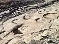 Dinosaurier-Spuren im Gestein nahe Plagne