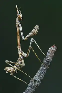 Nymphe