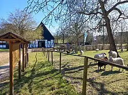 Schafweide