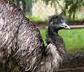 Großer Emu (Dromaius novaehollandiae)