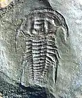 Emuella polymera – Emuellide
