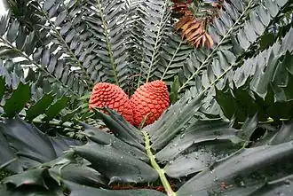 Tribus Encephalarteae: Encephalartos ferox, mit weiblichem Blütenstand
